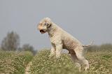 LAGOTTO 079